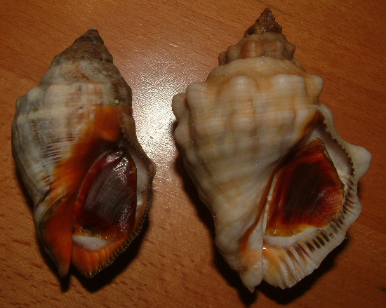 Stramonita haemastoma f. consul